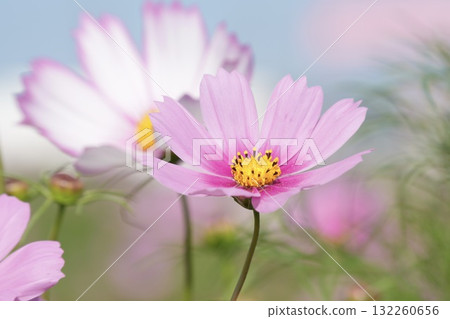fantastic beautiful cosmos 132260656