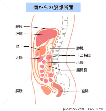 腹部側切面:腹水 腹部側切面:腹水 132260791