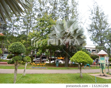 A Coastal Park with a Playground and Trimmed Bushes Under a Large Fan Palm Tree A Coastal Park with a Playground and Trimmed Bushes Under a Large Fan Palm Tree 132261206