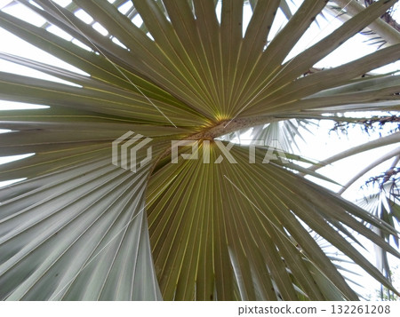 A Close Up View of Fan Palm Leaves Radiating Outward Against a Bright Sky Background A Close Up View of Fan Palm Leaves Radiating Outward Against a Bright Sky Background 132261208