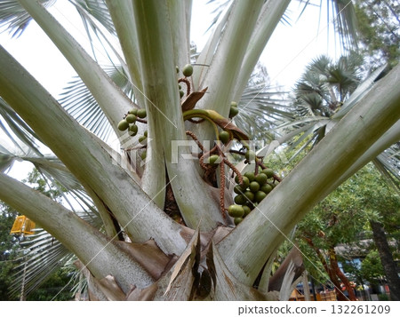 A Fan Palm Tree with Clusters of Green Fruit Nestled Among Its Fronds in a Park A Fan Palm Tree with Clusters of Green Fruit Nestled Among Its Fronds in a Park 132261209