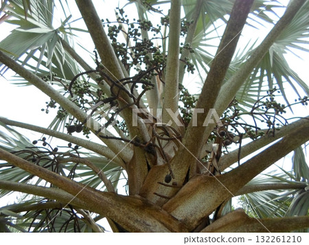 A Close Up of Fan Palm Fruit Clusters Hanging Among Fronds in a Tropical Setting 132261210