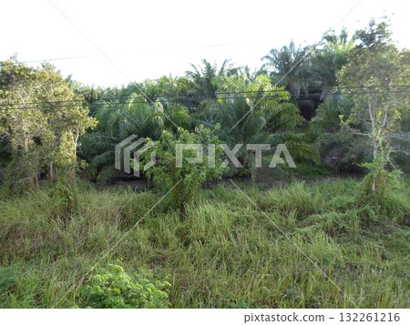 A Lush Landscape with Palms and Greenery Seen Through a Train Window with Tracks A Lush Landscape with Palms and Greenery Seen Through a Train Window with Tracks 132261216