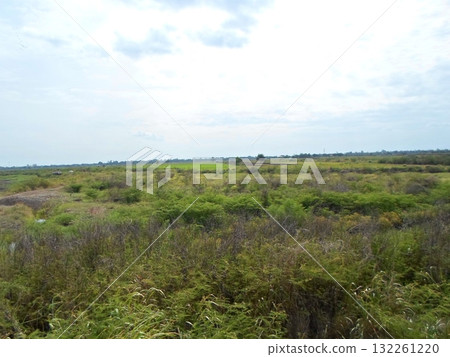 Expansive Green Field with Dense Vegetation Under a Cloudy Sky in Daylight 132261220