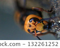 秋季的亞洲大黃蜂 132261252