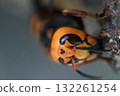 秋季的亞洲大黃蜂 132261254