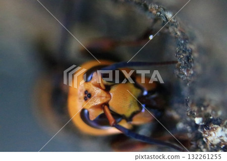 秋季的亞洲大黃蜂 132261255