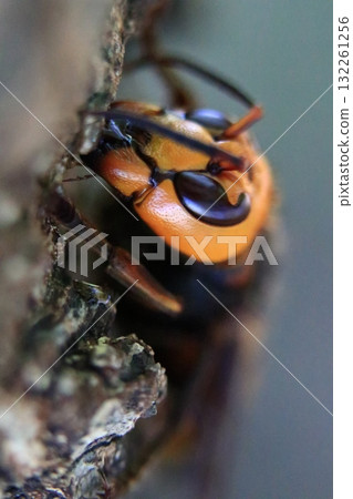Asian giant hornet in autumn Asian giant hornet in autumn 132261256