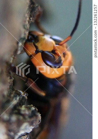 Asian giant hornet in autumn 132261257