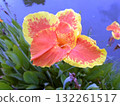 Vibrant Orange and Yellow Flower with Speckled Petals Amid Green Foliage by Water 132261517
