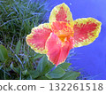 Striking Pink and Yellow Flower with Speckled Petals Near a Calm Water Reflection 132261518