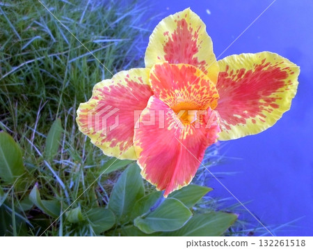 Striking Pink and Yellow Flower with Speckled Petals Near a Calm Water Reflection 132261518