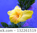 Bright Yellow Flower with Red Speckles Amid Green Leaves by a Reflective Water Surface 132261519