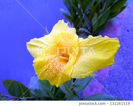 Bright Yellow Flower with Red Speckles Amid Green Leaves by a Reflective Water Surface 132261519