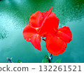 Bold Red Flower with Yellow Center Standing Out Against a Rippling Water Background 132261521