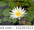 Elegant White Water Lily with Yellow Center Floating on a Pond with Lily Pads 132261523