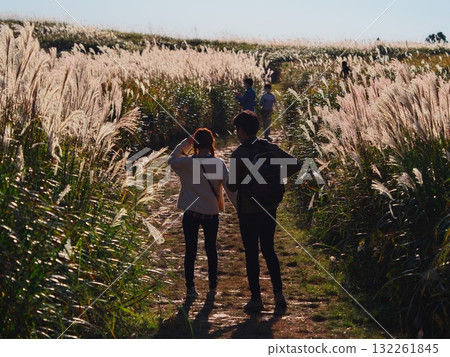 曾爾高原的秋天：一對情侶在紫芒環繞的散步道上散步 132261845