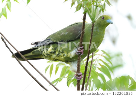 Living creatures, wild birds, the Chinese green pigeon, a subspecies of the red-eared green pigeon found in Yaeyama and Miyako. Living creatures, wild birds, the Chinese green pigeon, a subspecies of the red-eared green pigeon found in Yaeyama and Miyako. 132261855