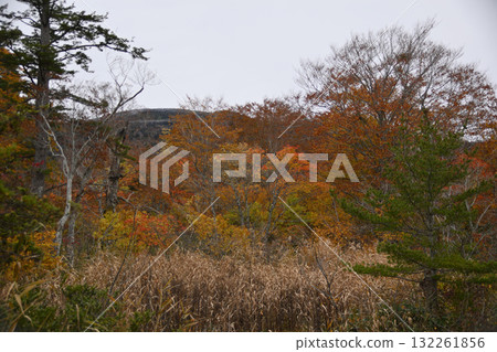 秋西Azumayama 132261856