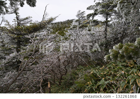 秋西Azumayama 秋西Azumayama 132261868