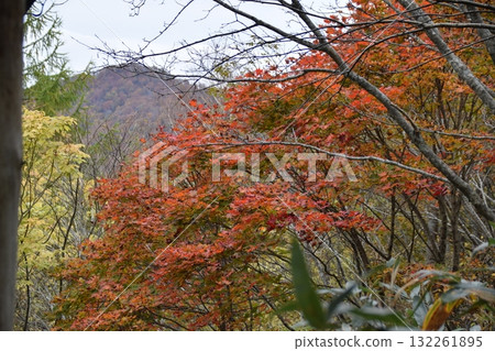 Autumn Nishi Azumayama 132261895