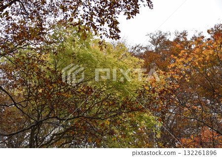 秋西Azumayama 秋西Azumayama 132261896