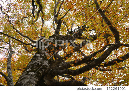 秋西Azumayama 秋西Azumayama 132261901