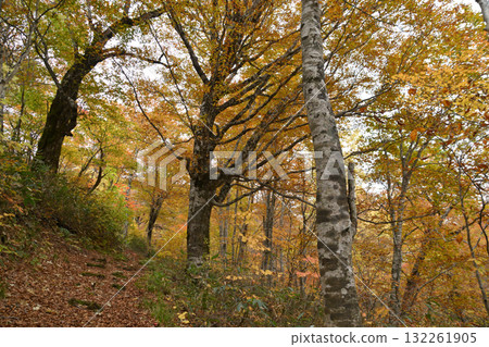 秋西Azumayama 秋西Azumayama 132261905