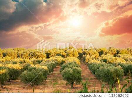 Olive plantation on a hill against the sunset sky. Greece, Europe Olive plantation on a hill against the sunset sky. Greece, Europe 132262602
