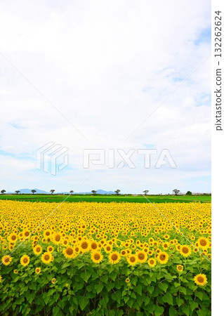 農業公園旁的向日葵田（新潟縣） 132262624