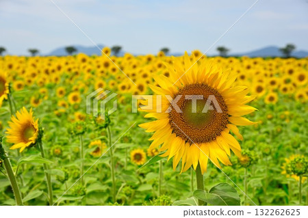 農業公園旁的向日葵田（新潟縣） 132262625
