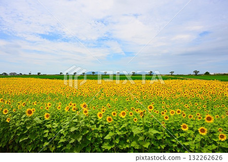 農業公園旁的向日葵田（新潟縣） 132262626