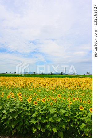 農業公園旁的向日葵田（新潟縣） 132262627