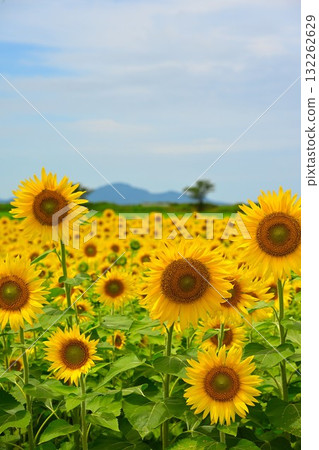 農業公園旁的向日葵田（新潟縣） 132262629