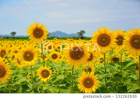 農業公園旁的向日葵田（新潟縣） 132262630