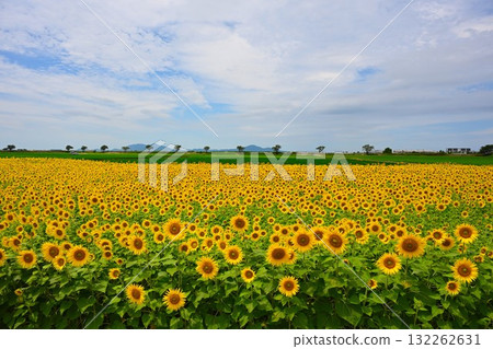 農業公園旁的向日葵田（新潟縣） 132262631