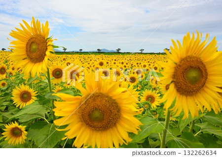 農業公園旁的向日葵田（新潟縣） 132262634