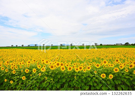農業公園旁的向日葵田（新潟縣） 132262635