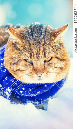 Portrait of a funny cat in a knitted scarf. A cat sits in the snow in winter during a snowfall. Vertical banner Portrait of a funny cat in a knitted scarf. A cat sits in the snow in winter during a snowfall. Vertical banner 132262744