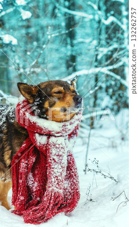 Portrait of a dog with a knitted scarf around his neck, walking in a snowstorm in the forest. Vertical banner 132262757