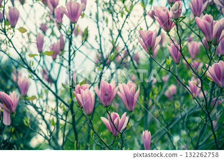 Blossoming magnolia flowers. Springtime. Natural vintage floral background 132262758