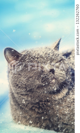 Blue British shorthair cat lying outdoors in winter. The cat is in the deep snow. Vertical banner 132262760