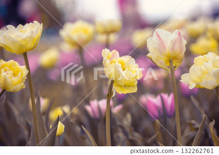 Field of tulips in spring. Pink and yellow blooming tulips. Floral nature background 132262761