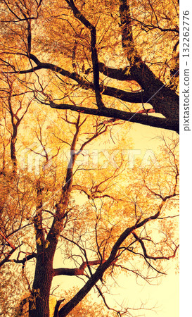 Golden frame from trees at sunset. Bottom view. Vertical banner Golden frame from trees at sunset. Bottom view. Vertical banner 132262776