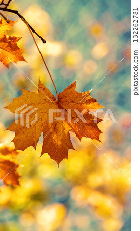 Maple branch with orange leaves in the forest in autumn. Vertical banner 132262781