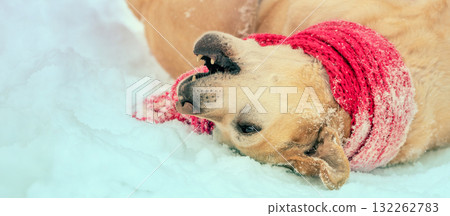 Happy dog with a knitted scarf tied around his neck. The dog lies on its back in the snow. Horizontal banner 132262783