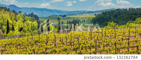 Grapevine plantation. Beautiful landscape of Tuscany. Mountain valley with blue sky, Italy, Europe. Horizontal banner Grapevine plantation. Beautiful landscape of Tuscany. Mountain valley with blue sky, Italy, Europe. Horizontal banner 132262784
