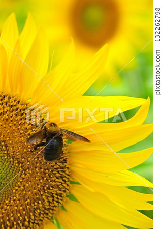 向日葵田和沼澤蜂（新潟縣） 132262798