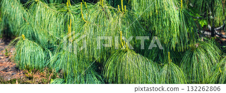 Pinus wallichiana branches nature background.  Horizontal banner 132262806