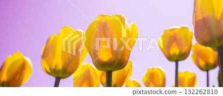 Tulips field in the spring. Yellow tulips against pink sky. Horizontal banner 132262810